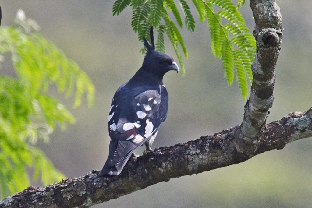 About Black Baza