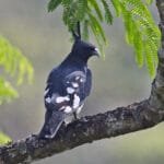 About Black Baza