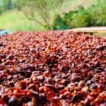 How to brew Coffee Cherry Tea or Cascara?