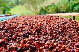 How to brew Coffee Cherry Tea or Cascara?