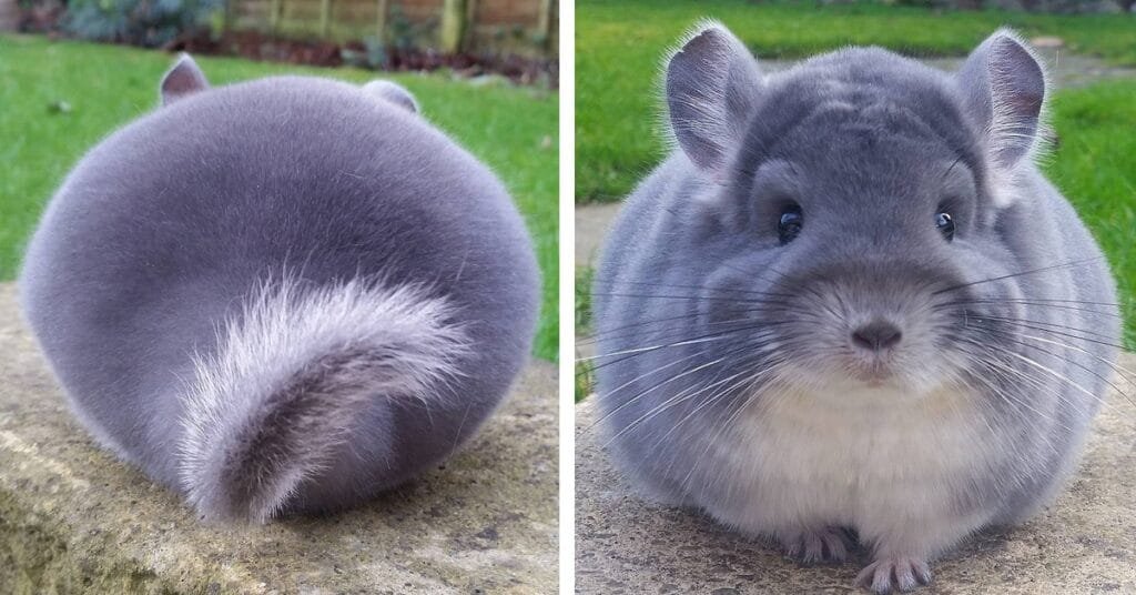 A cute chinchilla sitting on a wooden platform in its enclosure.