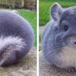 A cute chinchilla sitting on a wooden platform in its enclosure.