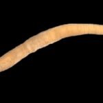 chaetoderma