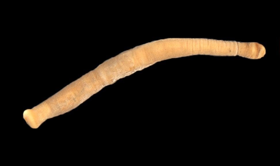 chaetoderma