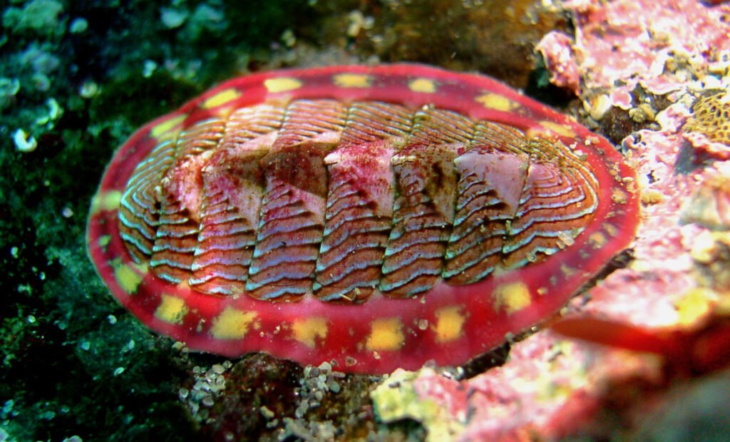 characteristics of chiton