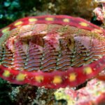 characteristics of chiton