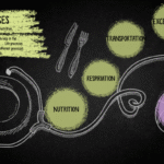 life process ppt