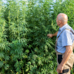 Why Experienced Cannabis Growers Trust Superior Genetics