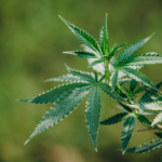 The Rising Demand Behind Today’s Fastest‑Growing Hemp Products